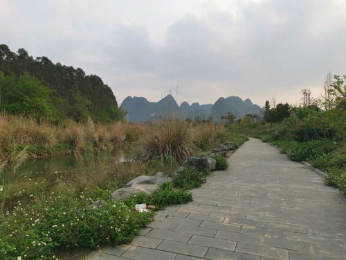 桂林市人大到荔江国家湿地公园考察调研